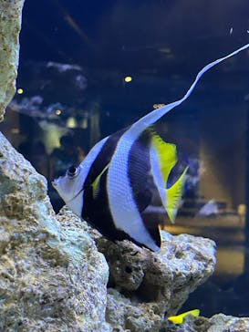 すみだ水族館に投稿された画像（2025/1/4）