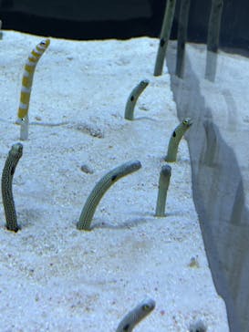 すみだ水族館に投稿された画像（2025/1/4）