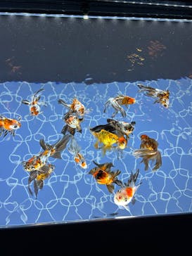 すみだ水族館に投稿された画像（2025/1/4）