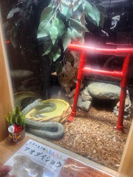 島根県立 しまね海洋館に投稿された画像（2025/1/4）