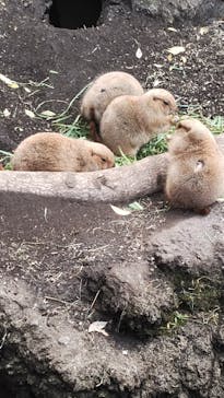 恩賜上野動物園に投稿された画像（2025/1/4）
