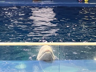 島根県立 しまね海洋館に投稿された画像（2025/1/4）