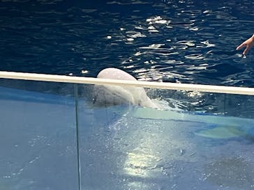 島根県立 しまね海洋館に投稿された画像（2025/1/4）