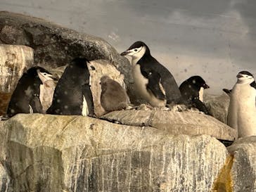 名古屋港水族館に投稿された画像（2025/1/4）