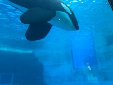 名古屋港水族館に投稿された画像（2025/1/4）