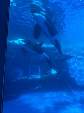 名古屋港水族館に投稿された画像（2025/1/4）