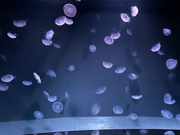 サンシャイン水族館に投稿された画像（2025/1/4）