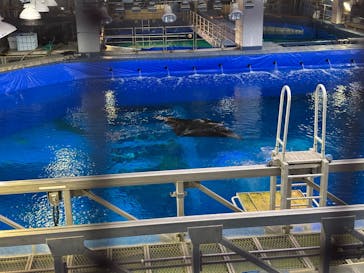 沖縄美ら海水族館に投稿された画像（2025/1/4）