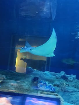 しながわ水族館に投稿された画像（2025/1/4）