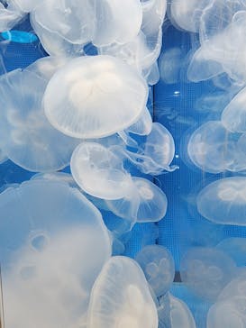 しながわ水族館に投稿された画像（2025/1/4）