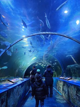 しながわ水族館に投稿された画像（2025/1/4）