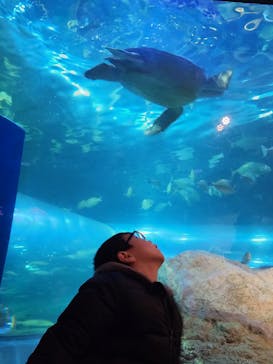 しながわ水族館に投稿された画像（2025/1/4）