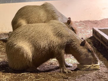 マクセル アクアパーク品川に投稿された画像（2025/1/4）