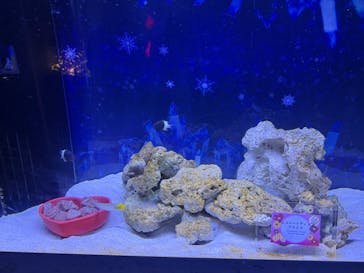 マクセル アクアパーク品川に投稿された画像（2025/1/4）