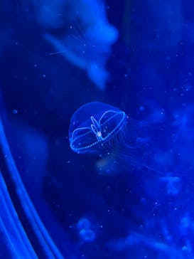 名古屋港水族館に投稿された画像（2025/1/4）