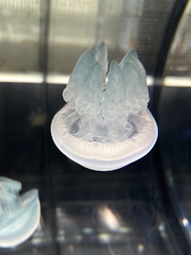 名古屋港水族館に投稿された画像（2025/1/4）