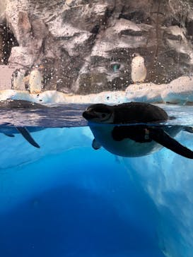 名古屋港水族館に投稿された画像（2025/1/4）