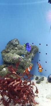 幼魚水族館に投稿された画像（2025/1/4）