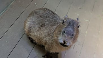 カワスイ 川崎⽔族館に投稿された画像（2025/1/4）