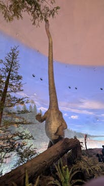 福井県立恐竜博物館に投稿された画像（2025/1/4）