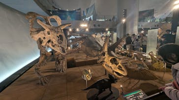 福井県立恐竜博物館に投稿された画像（2025/1/4）