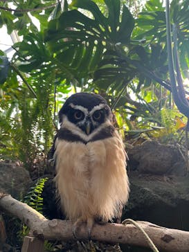 伊豆シャボテン動物公園に投稿された画像（2025/1/4）