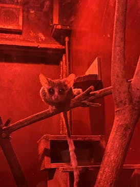 伊豆シャボテン動物公園に投稿された画像（2025/1/4）