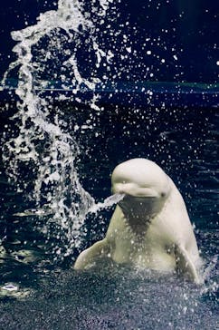 島根県立 しまね海洋館に投稿された画像（2025/1/4）