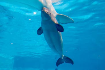 島根県立 しまね海洋館に投稿された画像（2025/1/4）