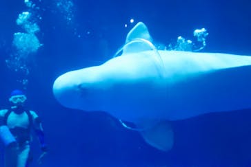 島根県立 しまね海洋館に投稿された画像（2025/1/4）