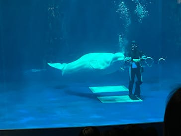 島根県立 しまね海洋館に投稿された画像（2025/1/5）