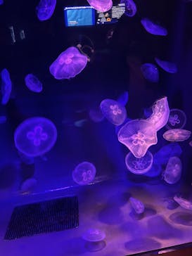 島根県立 しまね海洋館に投稿された画像（2025/1/5）