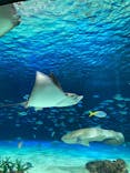 サンシャイン水族館に投稿された画像（2025/1/5）