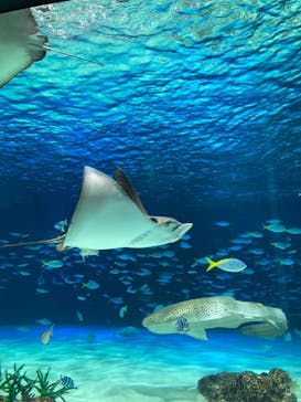 サンシャイン水族館に投稿された画像（2025/1/5）