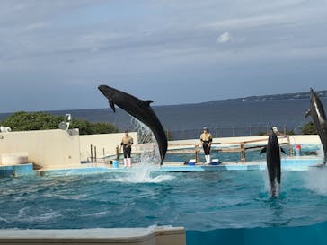 沖縄美ら海水族館に投稿された画像（2025/1/5）