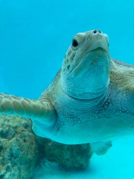 沖縄美ら海水族館に投稿された画像（2025/1/5）