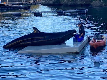 太地町立くじらの博物館に投稿された画像（2025/1/5）