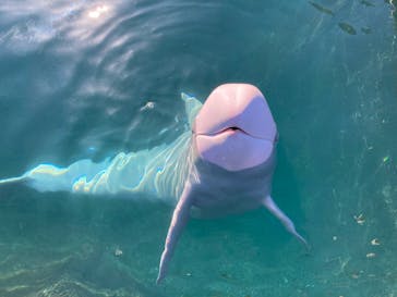 太地町立くじらの博物館に投稿された画像（2025/1/5）