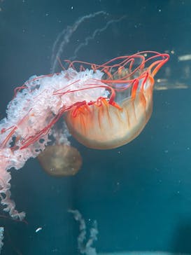 京都水族館に投稿された画像（2025/1/5）