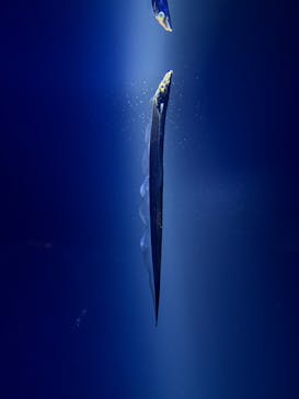 サンシャイン水族館に投稿された画像（2025/1/5）