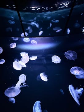 サンシャイン水族館に投稿された画像（2025/1/5）