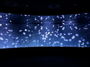 サンシャイン水族館に投稿された画像（2025/1/5）