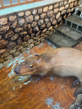 おさるの湯もみ処　おさ湯に投稿された画像（2025/1/5）