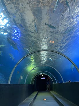 串本海中公園水族館に投稿された画像（2025/1/5）