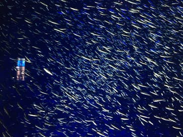 大分マリーンパレス水族館 「うみたまご」に投稿された画像（2025/1/5）