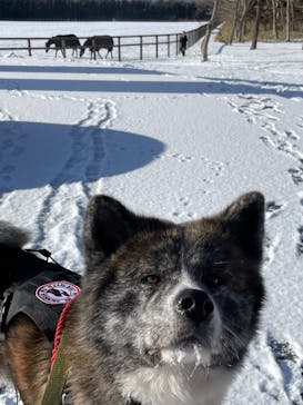 ノーザンホースパークに投稿された画像（2025/1/5）