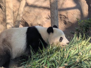 恩賜上野動物園に投稿された画像（2025/1/5）