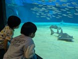 沖縄美ら海水族館に投稿された画像（2025/1/5）