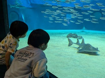 沖縄美ら海水族館に投稿された画像（2025/1/5）
