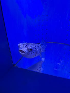 幼魚水族館に投稿された画像（2025/1/5）